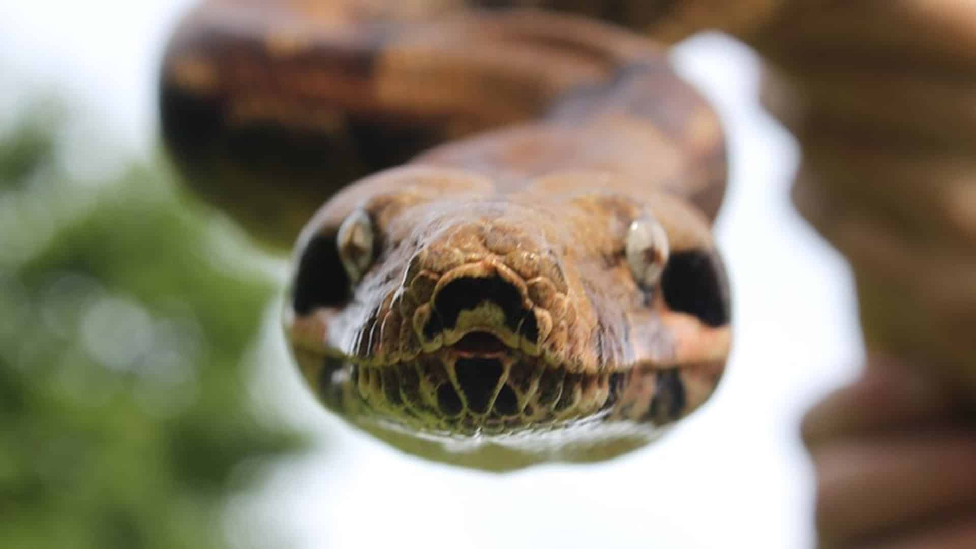 Psychedelic Stories | Snake: The Spirit of Ayahuasca